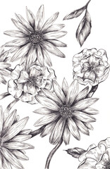 Lineart illustration black and white flowers 