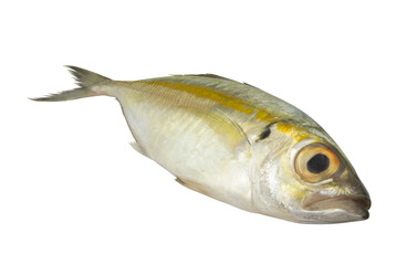 Bigeye scad fish isolated on white background, Selar crumenophthalmus