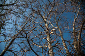 Buds are coming © Subiektywnie