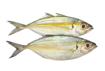 Bigeye scad fish isolated on white background, Selar crumenophthalmus