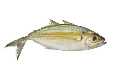 Bigeye scad fish isolated on white background, Selar crumenophthalmus