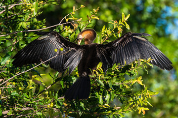 Anhinga d'Afrique,..Anhinga rufa, African Darter