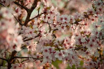 Spring is coming © Subiektywnie