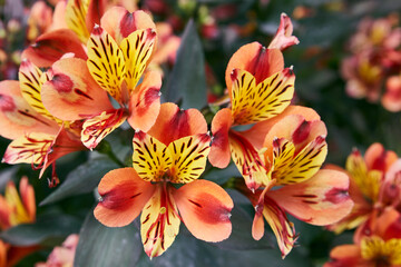 flower photography in high quality