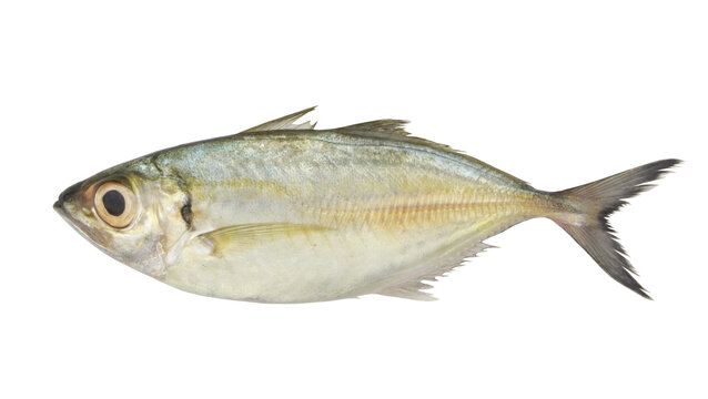 Bigeye scad fish isolated on white background, Selar crumenophthalmus