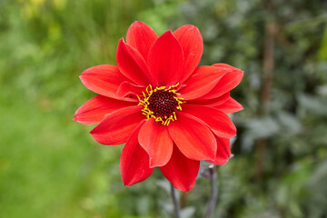 flower photography in high quality