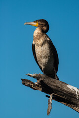 Cormoran africain,.Microcarbo africanus, Reed Cormorant