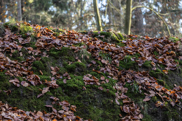 Fototapeta premium Wildlife sanctuary Hahnheide - know with moss