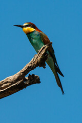 Guêpier d'Europe,.Merops apiaster, European Bee eater