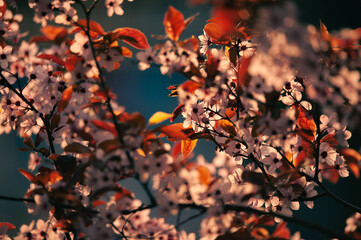 Spring is coming © Subiektywnie