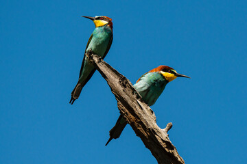 Guêpier d'Europe,.Merops apiaster, European Bee eater
