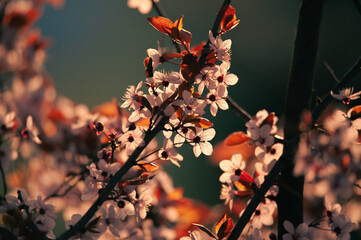 Spring is coming © Subiektywnie