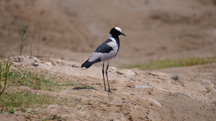 Mountain Wheatear on the ground