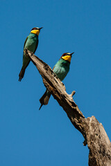 Guêpier d'Europe,.Merops apiaster, European Bee eater
