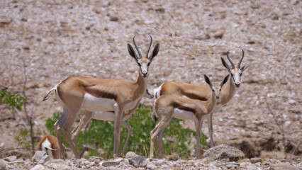 Naklejka na ściany i meble Herd of springbok on a dry savanna