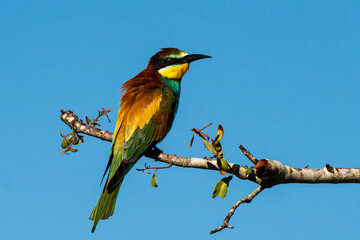 Guêpier d'Europe,.Merops apiaster, European Bee eater