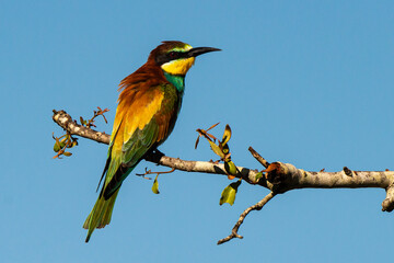 Guêpier d'Europe,.Merops apiaster, European Bee eater