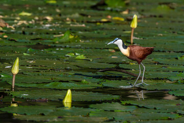 Jacana à poitrine dorée,.Actophilornis africanus, African Jacana, Parc national Kruger, Afrique...