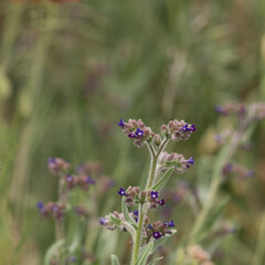 Close up from a phacelia purple flower in the field, photo made 16 may 2020 in Weert the Netherlands