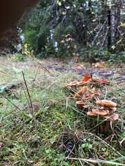 mushrooms closeup on grass on road