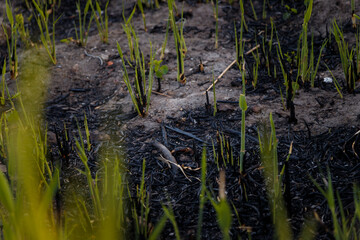 Soft focused close up shot of young reed sprouts on burnt ground of swamp. Renewal after natural fire. Global warming, hot climate, regrowth, nature recovery, hope concept.