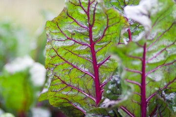 Close up of fresh beet leaves with rain drops. Pattern of circulatory system, veins  and arteries