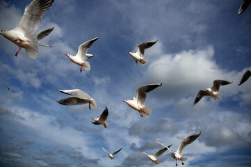 Seagull family © Subiektywnie