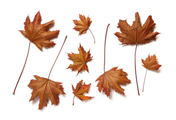 Underside of purple leaves of royal red maple tree leaves or acer platanoides isolated on white background. Set of autumn leaves as a seasonal design element.