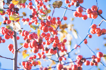 A small red apples on tree in front of blue sky in sunny autun day