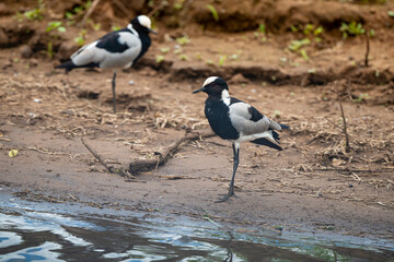 Vanneau armé,.Vanellus armatus, Blacksmith Lapwing