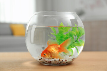 Beautiful bright small goldfish in round glass aquarium on wooden table indoors