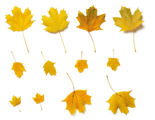 Set of fall yellow plane or sycamore tree leaves both sides isolated on white background. Autumn leaves as a seasonal design element.