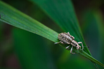 beetle on leaf