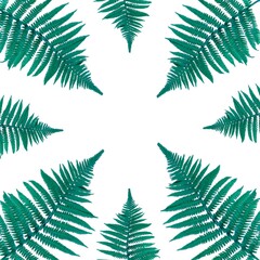Fototapeta na wymiar composition of mint fern leaves on a white background