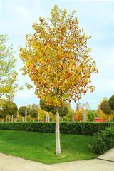 Naklejka premium The young maple in this park is so sere and sad. i wonder somebody take care about it.10.23.2020, Krasnodar, Russia.