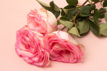 bouquet of pink rose on white background