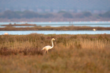 Italy Tuscany maremma Castiglione della Pescaia, a natural reserve of Diaccia Botrona, some flamingos feed on shallow water