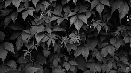 leaves on black