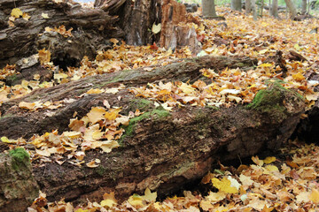 Moss and Leaves on a fallen tree