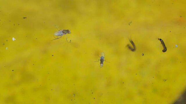 Mosquitoes larvae of Aedes aegypti in water on yellow backgrounds