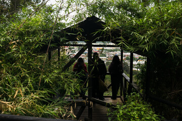 person in the jungle