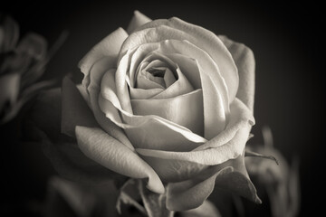 Close-up of a rose in black and white called Princess of Infinity