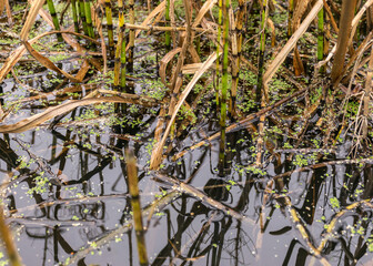 traditional river bank vegetation in autumn, river bank plants close-up, autumn
