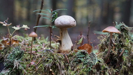 Jesienne grzyby © mueve