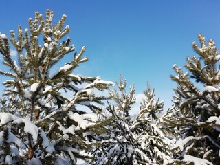
winter forest with fir trees