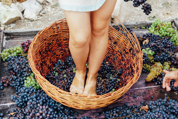 Woman crushes her feet to grapes to produce grape juice and wine