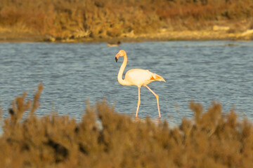 Italy Tuscany Grosseto Maremma, beach of the Maremma Natural Park, called Uccellina, view of flamingos in the coastal lakes