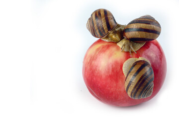 Two snails on a red apple. on a white background. Selective focus. The concept of unexpected meeting of strangers and communication between them.
