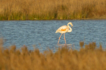 Italy Tuscany Grosseto Maremma, beach of the Maremma Natural Park, called Uccellina, view of flamingos in the coastal lakes