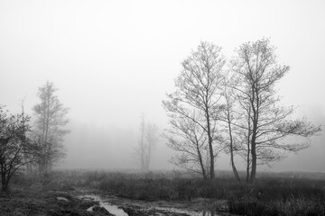 Black and white view of marshes and wetlands in Kampinos National Park, Poland on a foggy October morning. The silhouettes of the trees and bushes are blurred due to the fog covering the area.